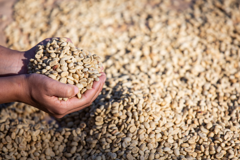 Hands with Coffee Beans | Fresh and Honest